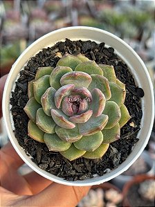 Echeveria blue berry (NOVIDADE)