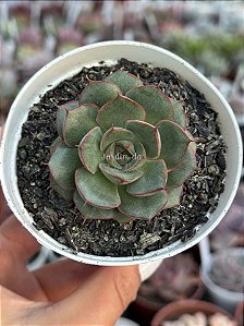 Echeveria spirit blossom (NOVIDADE)