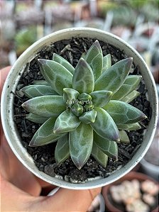Pachyphytum purple diamond