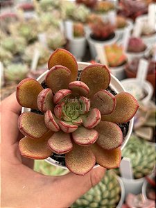 Echeveria seraphine (NOVIDADE)