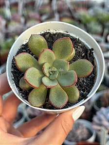 Echeveria seraphine (NOVIDADE)