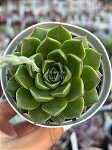 Echeveria octopus (NOVIDADE)