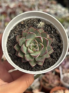 Echeveria endorphin