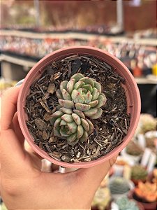 Echeveria dawn dew