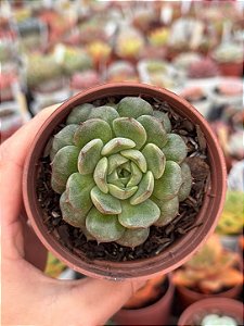 Echeveria dawn dew
