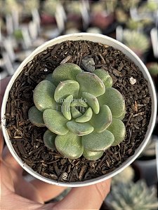 Echeveria dawn dew