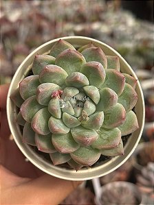 Echeveria dancing beauty