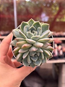 Echeveria dancing beauty