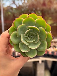 Echeveria polamela
