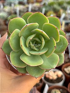 Echeveria polamela