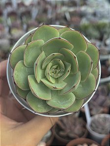 Echeveria polamela