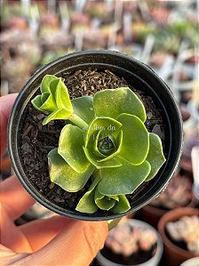 Orostachys malacophylla (roseta grande)