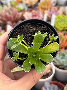 Orostachys malacophylla