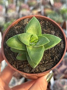 Crassula spring time