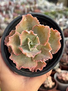 Echeveria purple haze
