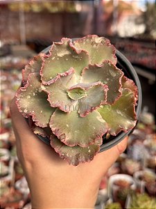 Echeveria chantilly blue sky reversa