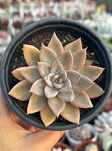 Echeveria silver queen
