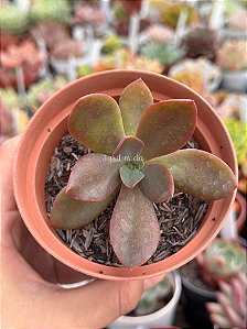 Echeveria hainakada