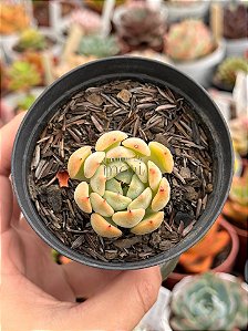 Echeveria Norma