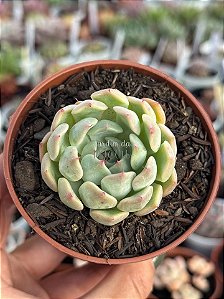 Echeveria Norma