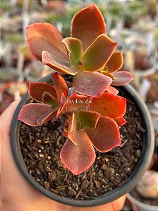 Echeveria híbrida M28