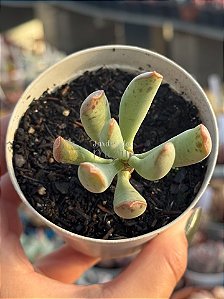 Adromischus filicaulis