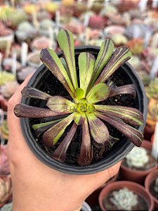 Aeonium big bang variegata (01)