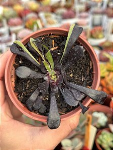 Aeonium big bang variegata (pouca raiz)