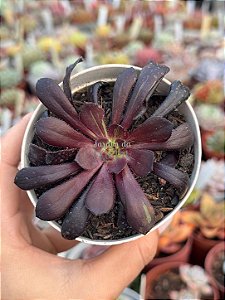 Aeonium big bang variegata (01) sem raiz