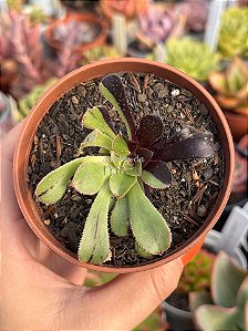 Aeonium big bang variegata (sem raiz)