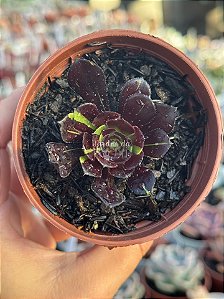 Aeonium big bang variegata