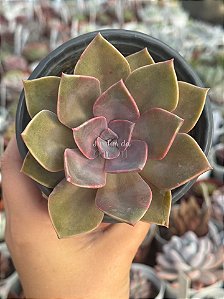 Graptoveria Douglas huth