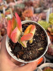 Kalanchoe tetraphylla (orelha de elefante)