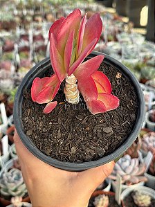 Kalanchoe tetraphylla (orelha de elefante)