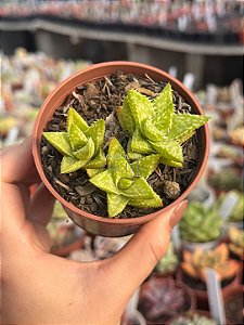 Aloe juvena