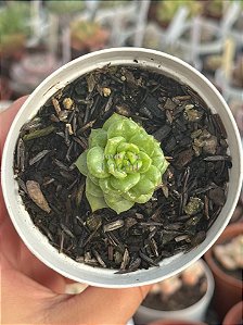 Echeveria apple blossom (raridade)