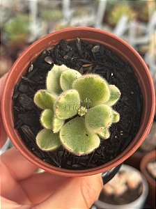 Cotyledon tomentosa ‘white’
