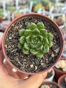 Echeveria setorum victor