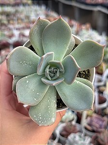 Echeveria elora (NOVIDADE)