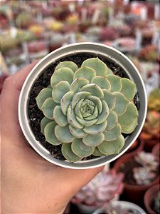 Echeveria crystal white