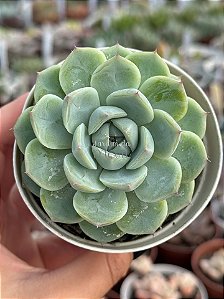 Echeveria crystal white