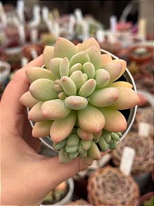 Sedum caviar (colônia)