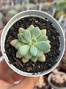 Sedum caviar (NOVIDADE)