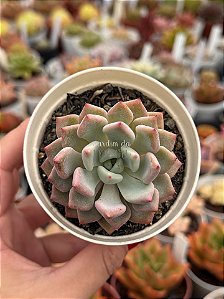 Echeveria violet magic