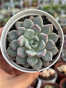 Echeveria violet magic