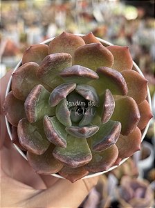 Echeveria belle