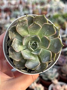 Echeveria iron first