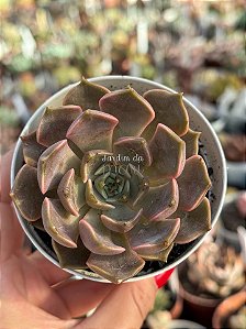 Echeveria iron first
