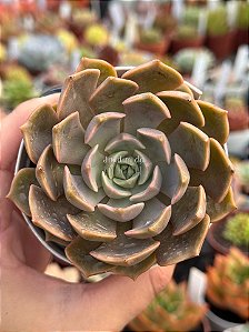 Echeveria iron first