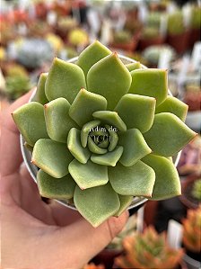 Echeveria agavoides julieta